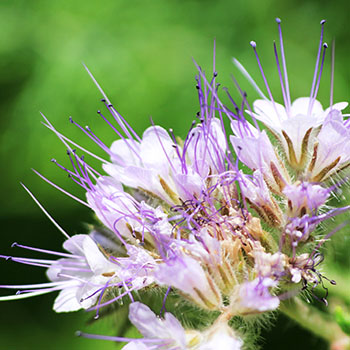 la phacelie est très appréciée des abeilles et des propriétaires